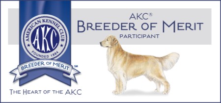 AKC Golden Retriever puppies