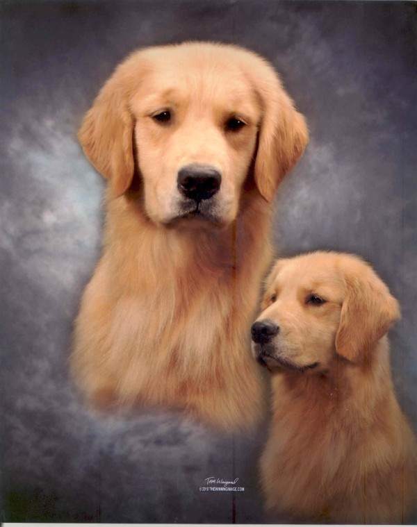 Aurora Golden Retrievers Akc Golden Retrievers Golden Retriever Puppies For Sale